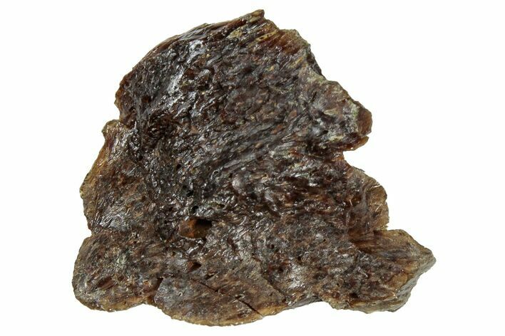 Fossil Tyrannosaur (T rex) Bone Section - Wyoming #309941